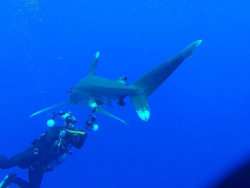 Swinger Scuba