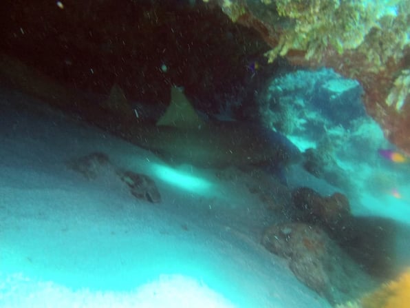 Shark photographed during a Jamaica scuba trip